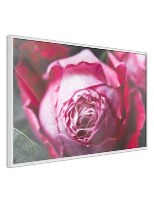 Poster  Blooming Rose